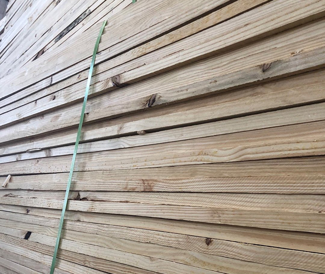 盈江巴西松